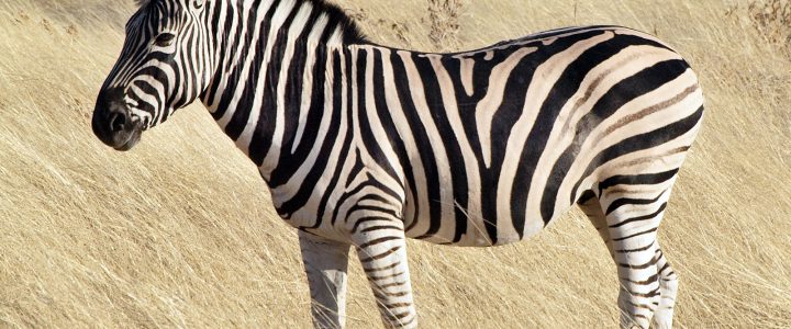 E tu pensi da zebra?